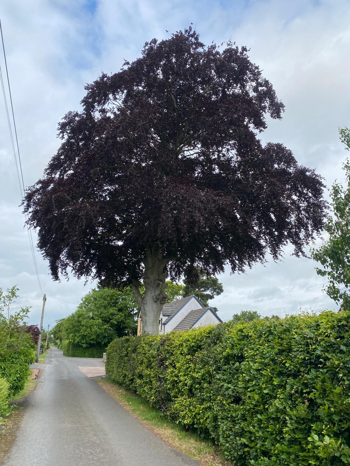 Professional tree surgeon and arborist services