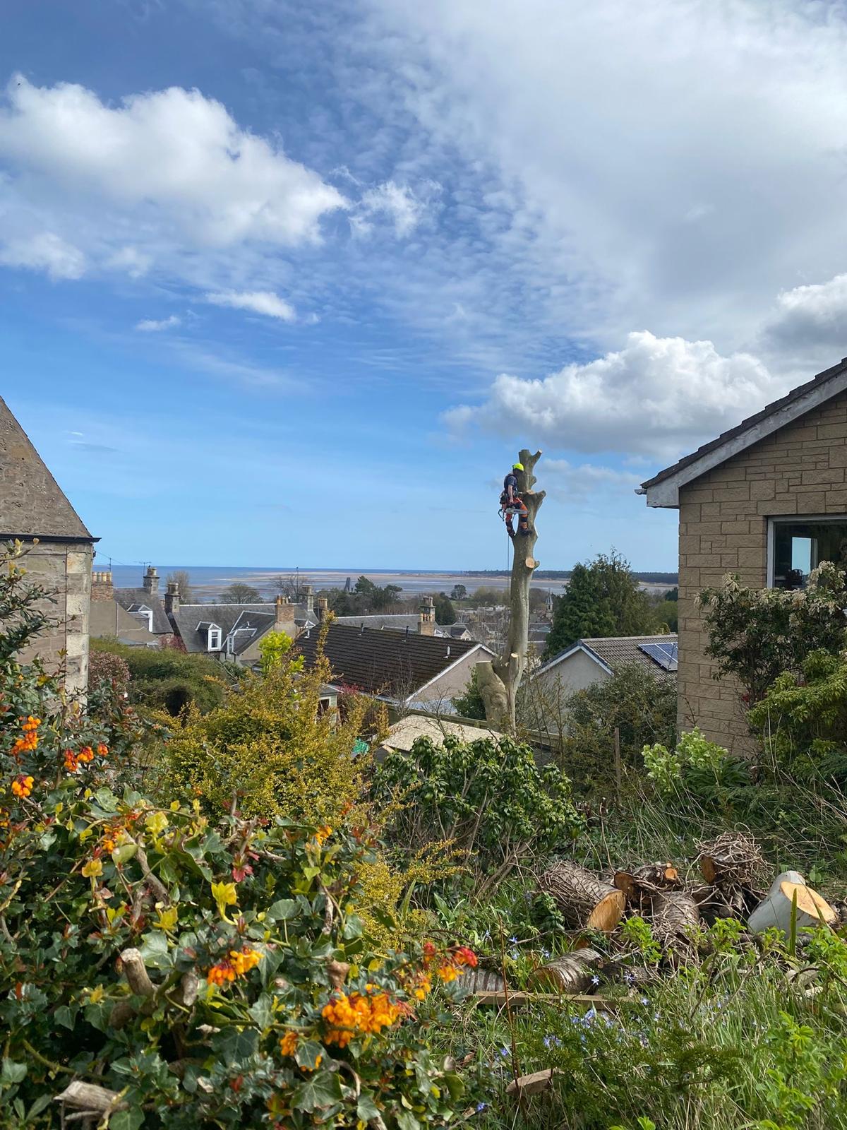 A Cut Above Arborist tree work